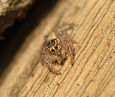 1. Thyene imperialis (Rossi, 1846) - female