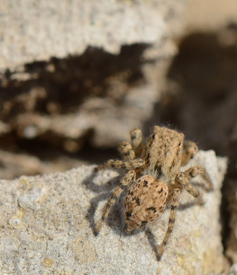subadult female Aelurillinae