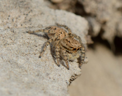 subadult female Aelurillinae