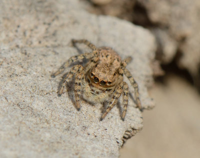 subadult female Aelurillinae