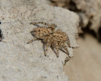 subadult female Aelurillinae