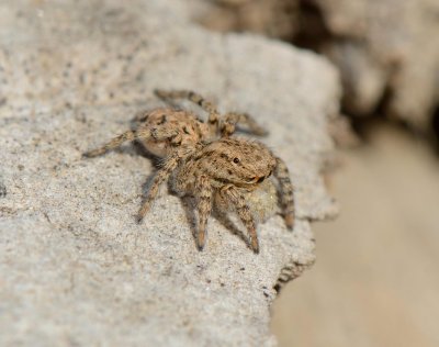 subadult female Aelurillinae