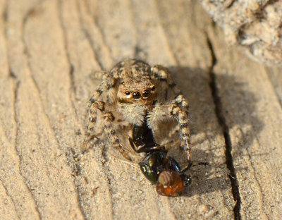 Aelurillinae (Languna possibly) preying on Physiphora alceae 