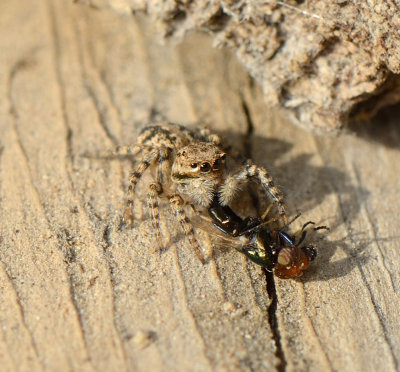 Aelurillinae (Languna possibly) preying on Physiphora alceae 