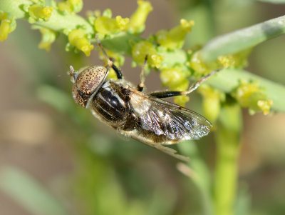 3. Eristalinus aeneus (Scopoli, 1763)