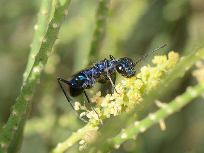 1. Ampulex assimilis (Kohl, 1893)