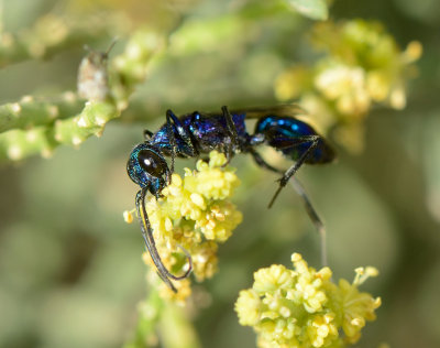 1. Ampulex assimilis (Kohl, 1893)