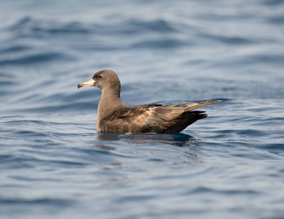3. Flesh-footed Shearwater - Puffinus carneipes