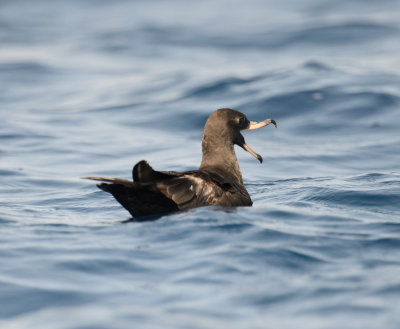 3. Flesh-footed Shearwater - Puffinus carneipes