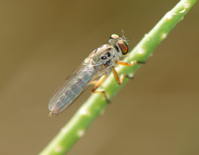 8. Ommatius tenellus (van der Wulp, 1899)