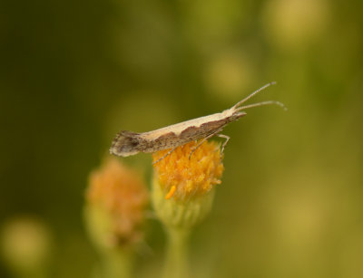 1. Plutella xylostella (Linnaeus, 1758) - Diamondback Moth