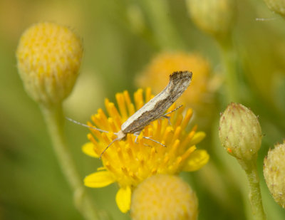 1. Plutella xylostella (Linnaeus, 1758) - Diamondback Moth