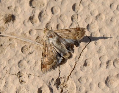 2. Heliothis nubigera (Herrich-Schaffer, 1851) – Eastern Bordered Straw