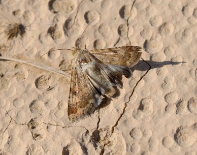 2. Heliothis nubigera (Herrich-Schaffer, 1851)  Eastern Bordered Straw