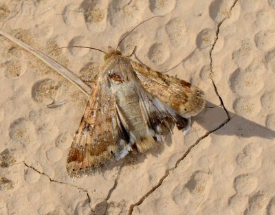 2. Heliothis nubigera (Herrich-Schaffer, 1851) – Eastern Bordered Straw