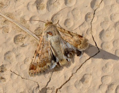 2. Heliothis nubigera (Herrich-Schaffer, 1851)  Eastern Bordered Straw