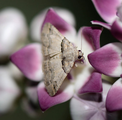 11. Pericyma albidens (Walker, 1865)