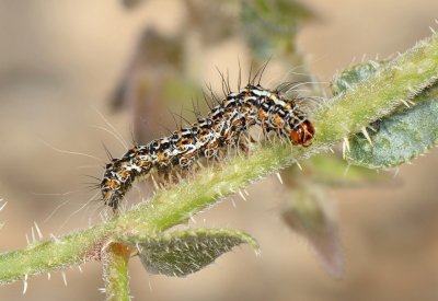 7. Utetheisa pulchella (Linnaeus, 1758) - Crimson Speckled Footman