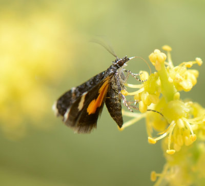 3. Heliothela ophideresana (Walker, 1863)