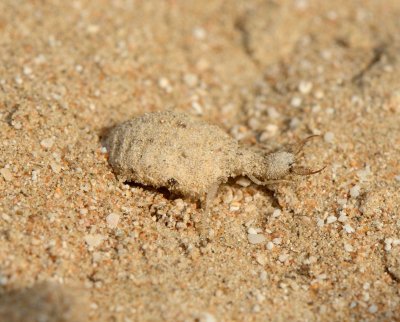 Myrmeleontidae larva