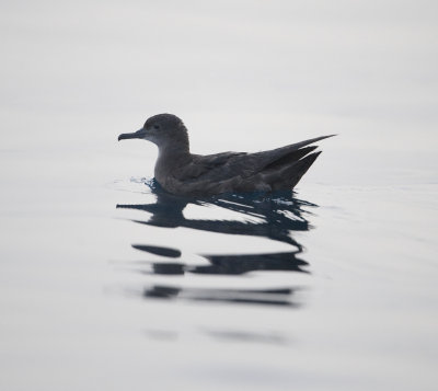 2. Sooty Shearwater - Puffinus griseus