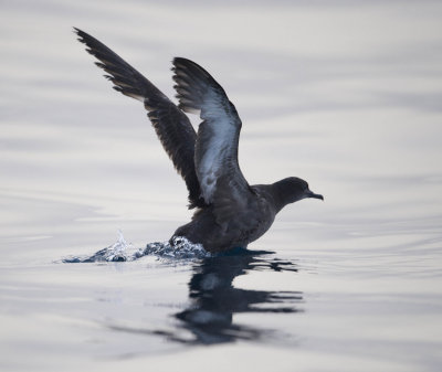 2. Sooty Shearwater - Puffinus griseus