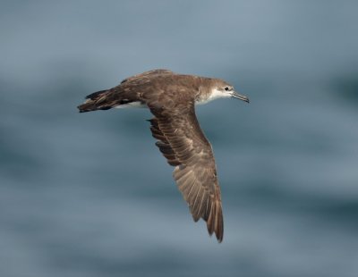 1. Persian Shearwater - Puffinus persicus