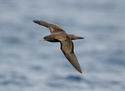 4. Wedge-tailed Shearwater - Puffinus pacificus