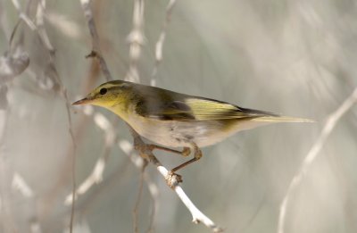 4. Wood Warbler - Phylloscopus sibilatrix