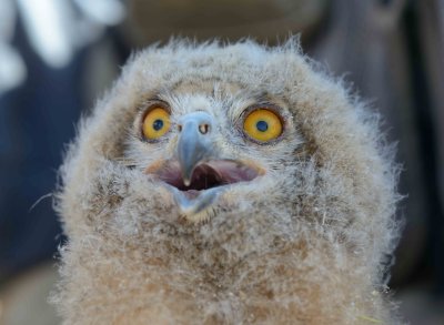 3. Pharaoh Eagle-Owl - Bubo ascalaphus