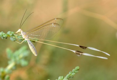 1. Halter nutans (Navs 1910) - female