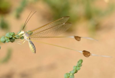 1. Halter nutans (Navs, 1910) - female