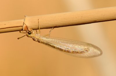 Myrmeleon cf. pellucidus  (Hlzel 1988)