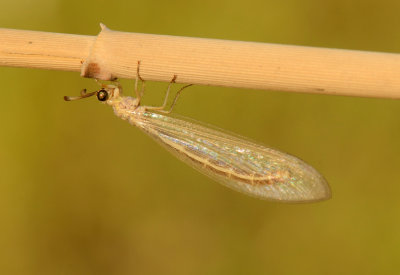 probable Myrmeleon pellucidus  