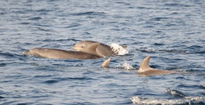 1. Common Bottlenose Dolphin - Tursiops truncatus