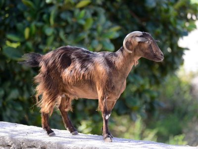 feral Goat - Capra aegagrus hircus