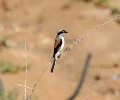 2. Bay-backed Shrike - Lanius vittatus