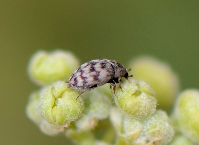 3. Attagenus posticalis (Fairmaire, 1878)