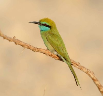 1. Green Bee-eater - Merops orientalis