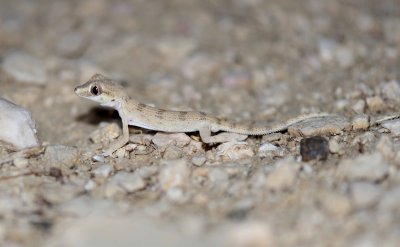 9. Banded Ground Gecko,- Bunopus spatalurus hajarensis
