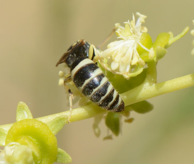 4. Bembecinus acanthomerus (Morice, 1911) - male