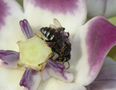 25. Oxybelus arabicus (Guichard, 1990) - female