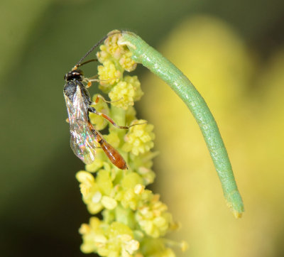 Ichneumonidae gen. sp. 1