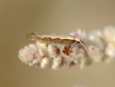 1. Plutella xylostella (Linnaeus, 1758) - Diamondback moth