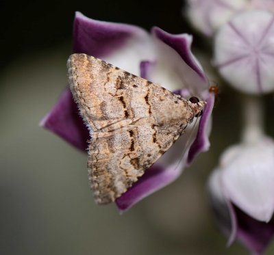 10. Gnamptonyx innexa (Walker, 1858) - male