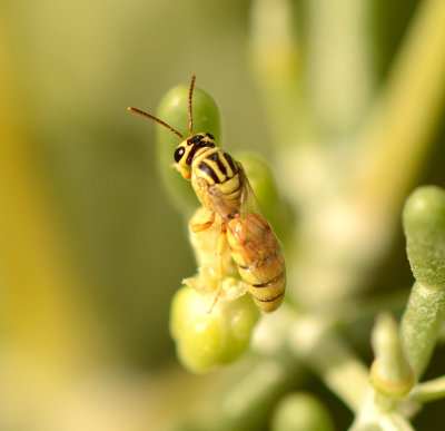 1. Hylaeus emir (Dathe, 2000)