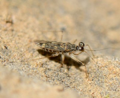 1. Valleriola assouanensis (A. Costa, 1875)