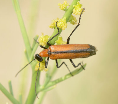 3. Lydomorphus angusticollis suturellus (Haag-Rutenberg, 1880)