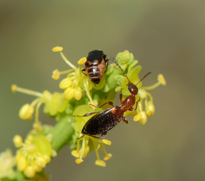  1. Anthelephila cf. multiformis (Kejval, 2002)