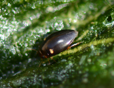 4. Laccophilus maindroni maindroni (Rgimbart, 1897)